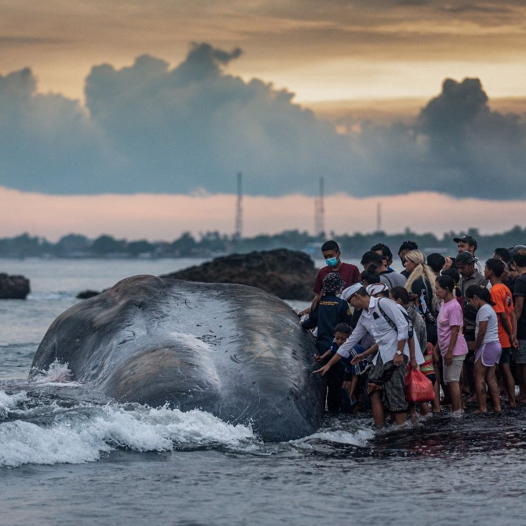 Paus Sperma yang Terseret ke Pantai Bali Menjadi Pengingat Pentingnya Upaya Konservasi